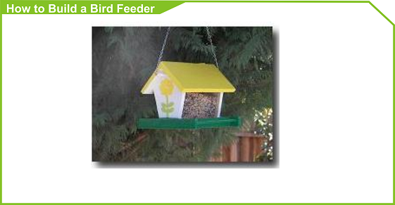 How to Build a Bird Feeder